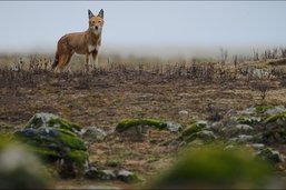 Loup: Un Fribourgeois a coréalisé un documentaire diffusé en première au FIFF