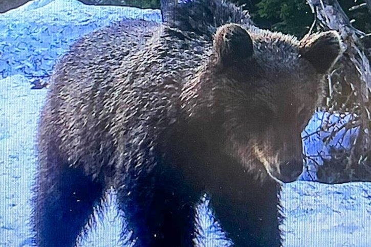 Le jeune ours a été surpris par un piège photographique dans le Parc national suisse, alors qu'il y cheminait tranquillement. Il se trouverait actuellement en Basse-engadine. © Parc national suisse