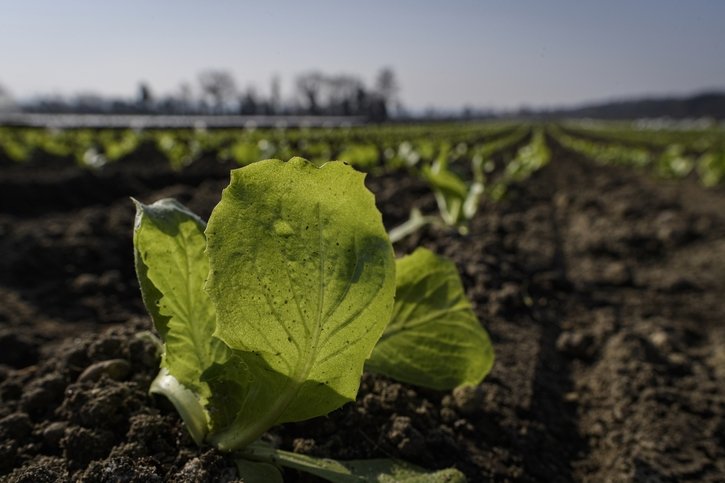 Seeland: Les légumes bio à l’avant-scène avec un projet de développement régional