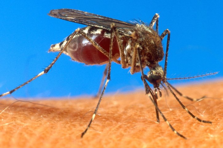 Le chikungunya est principalement transmis par le moustique tigre. (archive) © KEYSTONE/AP USDA/UNCREDITED