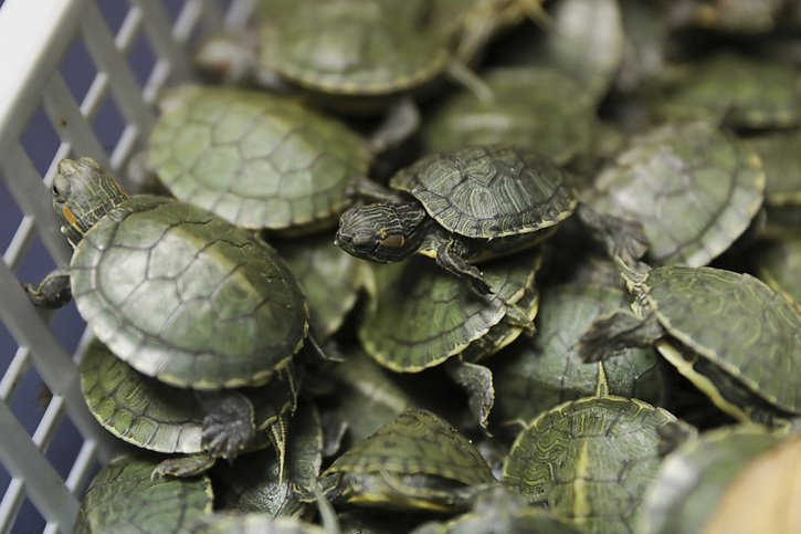 Les tortues sont considérées un peu partout en Asie comme pouvant apporter chance et prospérité (image prétexte). © KEYSTONE/AP/VINCENT THIAN