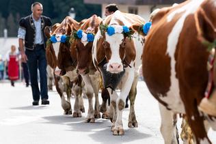 Tradition: La Désalpe de Charmey de retour le 28 septembre